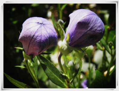 �S�Ұ��]�F؛����  �۹���ȡ��