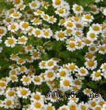 ����(y��ng)��ʾ��㾫���h��Ч���ã���ȸ�