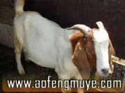 �_���ɽ����N�r���ؑc����ɽ���Bֳ��(�D)