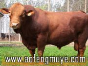 ��ţƷ�Nɽ�|��ƽ��ţ�B(y��ng)ֳ��(�D)