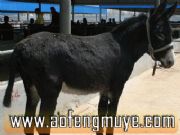 ���H�a�N �x���B�H����(�D)