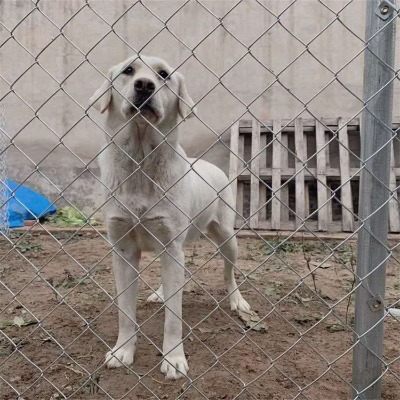 �ӱ��w�������W�S�ҹ�����ɽ�B�u䓽z��j�W�ػʍu�w�������Ç��W