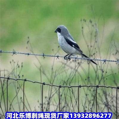 �������ٹ�·�F��޼���d�Gɫ�F�z�W(w��ng)�������䓽z�W(w��ng)