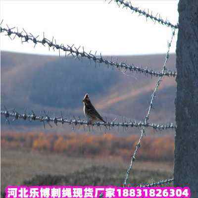 安平熱鍍鋅刺繩現(xiàn)貨廠家河北帶刺鋼絲網(wǎng)深州防盜圍墻網(wǎng)