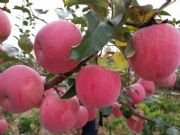 ��������t��ʿ�O�������r�񣬼����t��ʿ�r��