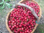 2017����������������t�����҃r��