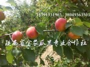 ����t�Ӵ������У��S�@�t�ӣ���̫��Ӄr�񷀶�