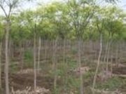 ����(y��ng)�ӱ����� �������� ����С��