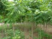 供應(yīng)火炬樹(shù) 河北火炬樹(shù) 保定火炬樹(shù)(圖)