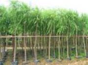 ����(y��ng)���� �ӱ����� ��Ҏ(gu��)���� ����(�D)