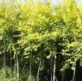 �����ܘ� �ӱ��ܘ� �ӱ��ܘ��� ����(�D)