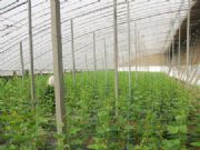 ������ｨ�O��Ч���õĜ��Ҵ������]