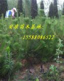 �ɻ��ʸߵ�50���ֺ��ɘ�(sh��)�����|����50���ֺ��ɘ�(sh��)��