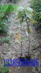 ľ�� ľ�ɷN�� ľ���� ��ľ����