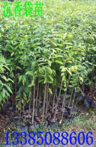 沉香苗 土沉香袋苗 土沉香種子 土沉香苗