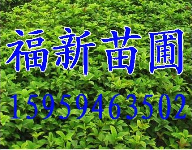 �𻨘��� �𻨷N��  ���� �����l(f��)