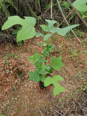 �R��ľ���� �R��ľ�o������  �R��ľ������