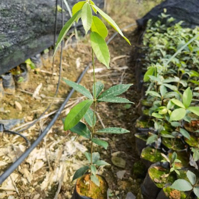 赤皮青岡袋苗 赤皮青岡苗 高度40厘米赤皮青岡