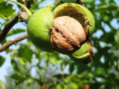 ���T�Ϻ��������r����|��Ƥ�������l(f��)���_ʼ����