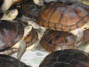 ����Խ�ϷNʯ���X���N��