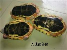 �������X������