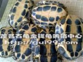 ����(y��ng)ʯ���X��