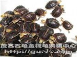 �����S����������