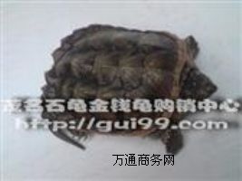 ����(y��ng)�{�~��