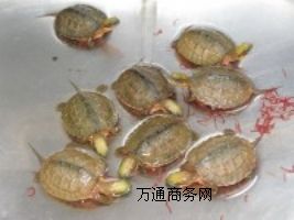 �������X������