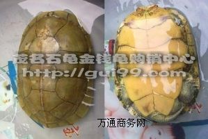 ������ɫ�S����