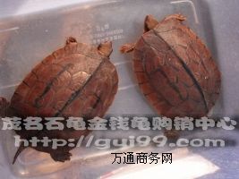 ����ʯ���X����Ұ���N��