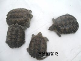 �����{�~������