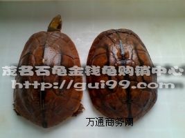 ����Խ�ϷNʯ���X�������N(�����^)����