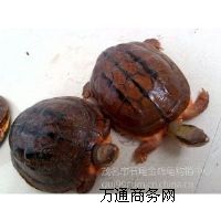 �������X�����Bĸ��