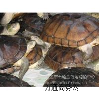 ����(y��ng)���Nʯ���X��(���^��)