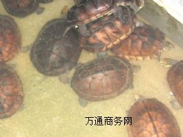 һ��Խ�ϷNʯ���X�� �N������