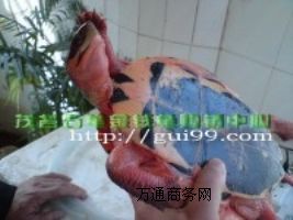 ����ʯ���X���ڶ����߮a�N��