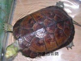 ����ɽ���M���{�~�����S�����������A����