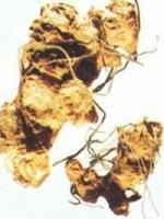 土茯苓提取物,土茯苓濃縮顆粒,土茯苓濃縮粉