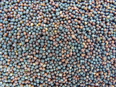 �p�ͷ��D�Ͳ���