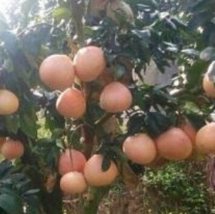 �����V�����t��������� �t�������� ɳ������ ���������� ��