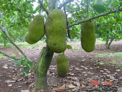 供應菠蘿蜜苗 四季菠蘿蜜苗 木菠蘿苗 雪蓮果苗