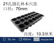 21�׈A��Ѩ�P��ľ����P����ľ�P