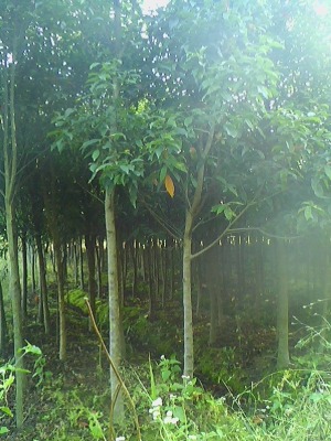 2公分杜英|3公分杜英|4公分杜英