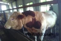 �ό��Bţ��.�ƌW����ţ�Bֳ�� Ʒ�N����,���d�ƌW�Bֳ