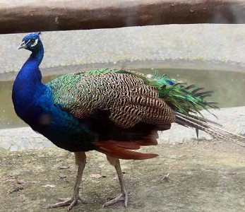 ��ȸ�Bֳ��Ҫע���cʲô