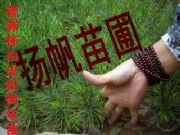 ����1-3��I�B����Ƥ��С��