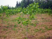 ����(y��ng)8518�����磬��������磬�|��1̖�����磬�����������