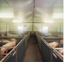 �B(y��ng)ֳ�������������F