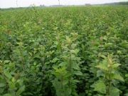 �B�N�� ˎ���B�N�� 1-2���B�N�� �B�N��r��